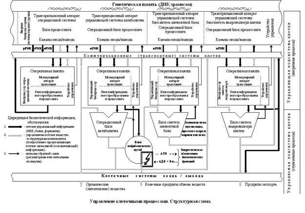 Claw.ru | Биология и химия | Информационное управление клеточными процессами