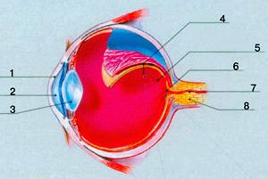 Claw.ru | Биология и химия | Краткая история глаза