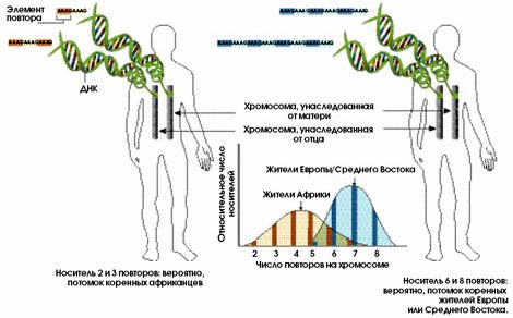 Claw.ru | Биология и химия | Существуют ли расы?