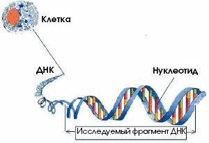 Claw.ru | Биология и химия | Генетическая история человечества