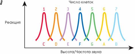 Claw.ru | Биология и химия | Музыка и мозг