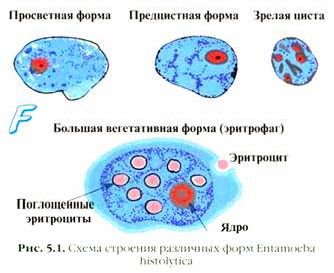 Claw.ru | Биология и химия | Патогенные простейшие