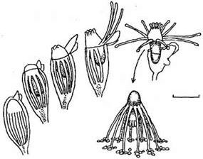 Claw.ru | Биология и химия | Поведение и оседание актинул tubularia larynx (leptolida, tubulariidae)