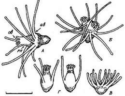 Claw.ru | Биология и химия | Поведение и оседание актинул tubularia larynx (leptolida, tubulariidae)