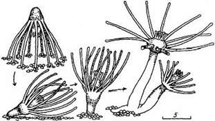 Claw.ru | Биология и химия | Поведение и оседание актинул tubularia larynx (leptolida, tubulariidae)