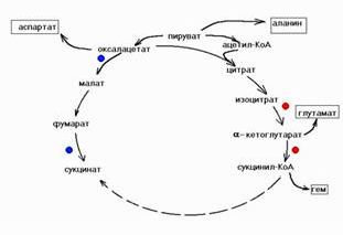 Claw.ru | Биология и химия | Биогеохимические циклы