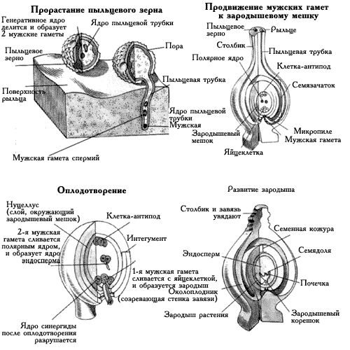 Claw.ru | Биология и химия | Размножение цветковых растений