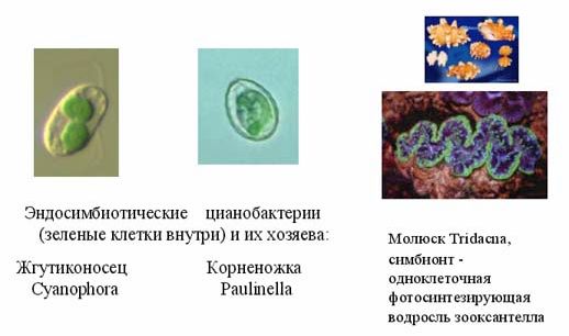 Claw.ru | Биология и химия | Где живут бактерии