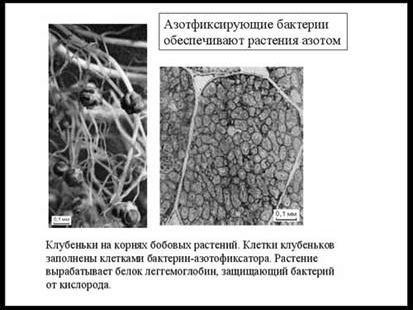 Claw.ru | Биология и химия | Где живут бактерии