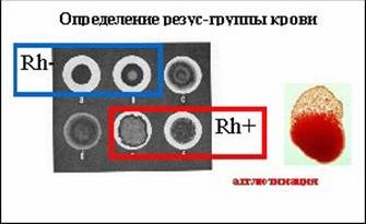 Claw.ru | Биология и химия | Наследование групп крови резус