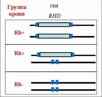 Claw.ru | Биология и химия | Наследование групп крови резус