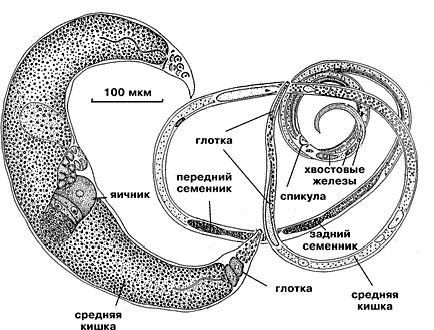 Claw.ru | Биология и химия | Многоклеточные паразиты простейших