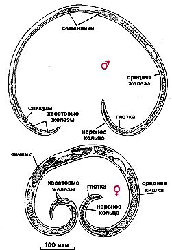 Claw.ru | Биология и химия | Многоклеточные паразиты простейших