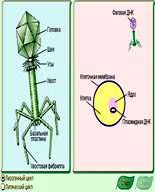 Claw.ru | Биология и химия | Бактериофаги