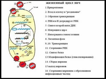 Claw.ru | Биология и химия | Симбионты и паразиты человека