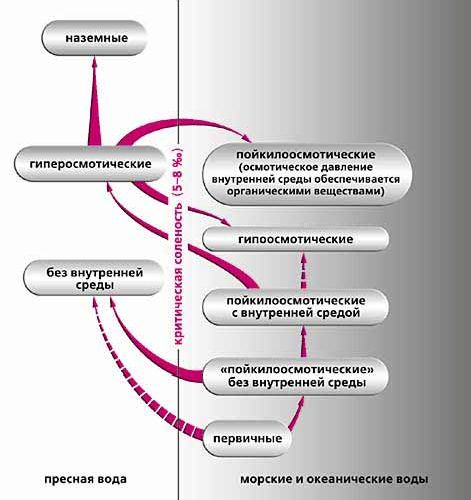 Claw.ru | Биология и химия | Уровни гомеостаза