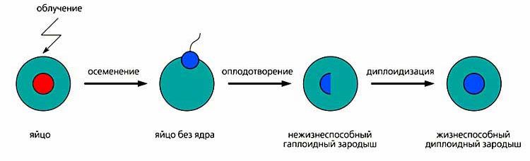 Claw.ru | Биология и химия | Андрогенез у рыб, или Только из мужского семени