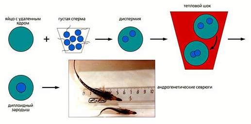 Claw.ru | Биология и химия | Андрогенез у рыб, или Только из мужского семени