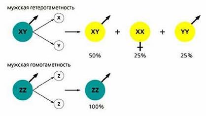 Claw.ru | Биология и химия | Андрогенез у рыб, или Только из мужского семени