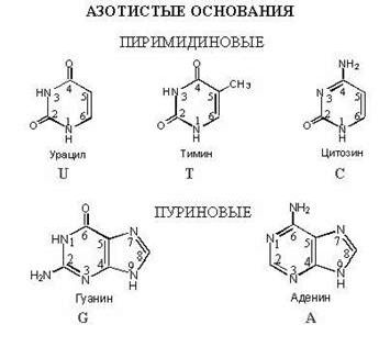 Claw.ru | Биология и химия | Нуклеотиды