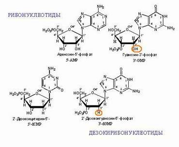 Claw.ru | Биология и химия | Нуклеотиды
