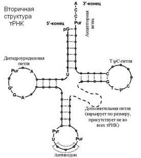 Claw.ru | Биология и химия | Нуклеотиды