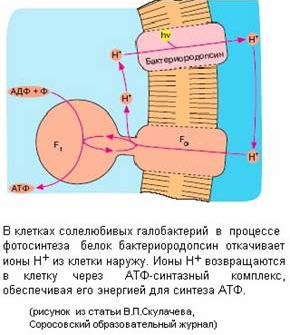 Claw.ru | Биология и химия | Молекулярные машины