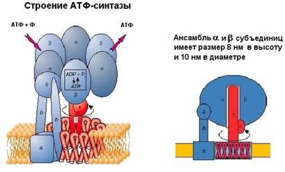 Claw.ru | Биология и химия | Молекулярные машины