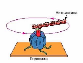 Claw.ru | Биология и химия | Молекулярные машины