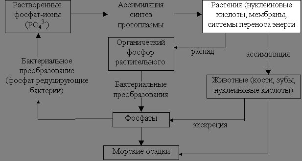 Claw.ru | Биология и химия | Круговорот биогенных элементов