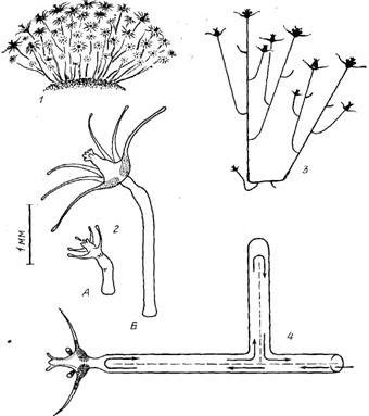 Claw.ru | Биология и химия | Морфофункциональный анализ организации моноподиальных колоний гидроидов с терминально расположенными зооидами