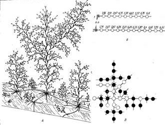 Claw.ru | Биология и химия | Морфология колонии гидроида obelia longissima