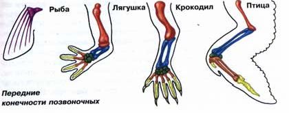 Claw.ru | Биология и химия | Гомологичные органы, рудименты и атавизмы
