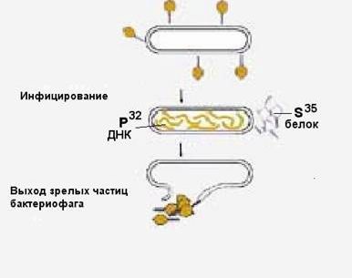 Claw.ru | Биология и химия | Структура биологии как науки