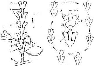Claw.ru | Биология и химия | Морфологическая изменчивость у колониального гидроида dynamena pumila и классификация обнаруженных морфотипов книдарии