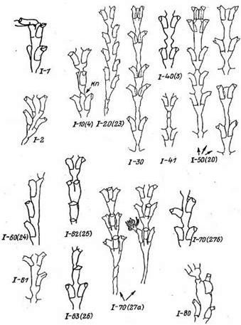 Claw.ru | Биология и химия | Морфологическая изменчивость у колониального гидроида dynamena pumila и классификация обнаруженных морфотипов книдарии
