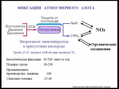 Claw.ru | Биология и химия | Фотосинтез и азотфиксация