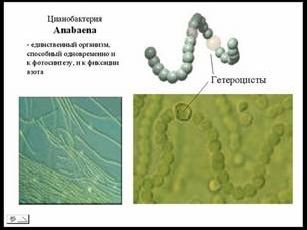 Claw.ru | Биология и химия | Фотосинтез и азотфиксация