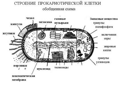 Claw.ru | Биология и химия | Строение и функции прокариотической клетки