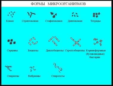 Claw.ru | Биология и химия | Строение и функции прокариотической клетки