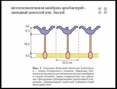 Claw.ru | Биология и химия | Строение и функции прокариотической клетки