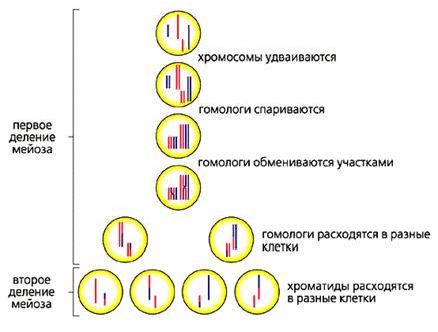 Claw.ru | Биология и химия | Генетическая рекомбинация в свете эволюции