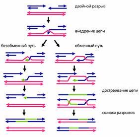 Claw.ru | Биология и химия | Генетическая рекомбинация в свете эволюции