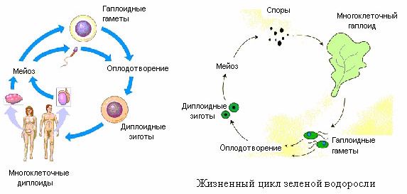 Claw.ru | Биология и химия | Основные этапы развития биосферы на Земле