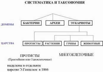 Claw.ru | Биология и химия | Основные этапы развития биосферы на Земле