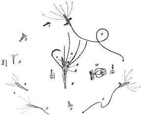 Claw.ru | Биология и химия | Морфофункциональныи анализ временной колонии на примере гидроида moeris1a maeotica