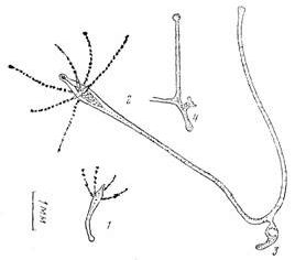 Claw.ru | Биология и химия | Морфофункциональныи анализ временной колонии на примере гидроида moeris1a maeotica