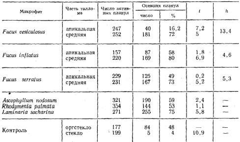 Claw.ru | Биология и химия | Оседание планул беломорских гидроидов