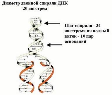 Claw.ru | Биология и химия | Синтез ДНК, РНК и белков