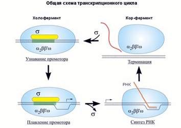 Claw.ru | Биология и химия | Синтез ДНК, РНК и белков